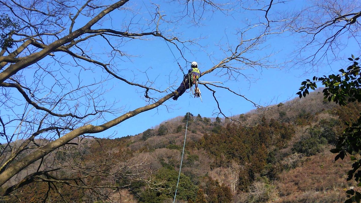 葉を落とした大木の高い枝先近くに、ロープで支えられたクライマーが小さく見える写真
